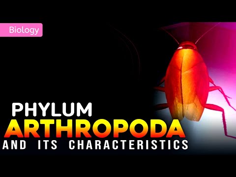 PHYLUM ARTHROPODA AND ITS CHARACTERISTICS || 3D ANIMATION ||