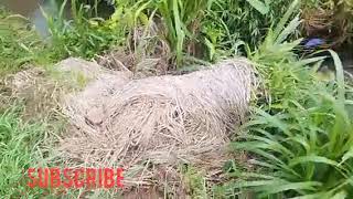 Download lagu Lagu Poppy mercury full album nostalgia  mp3