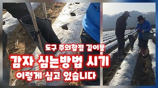 감자 심는 방법 시기 오늘 감자 심어요 충북 괴산 풀뿌리농장 수미감자 감물감자 괴산감자 자연특별시괴산 자연울…