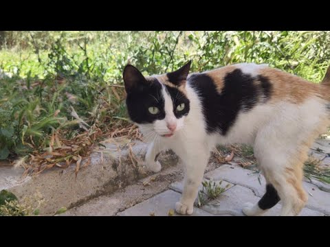 A Cat With Black Spots On Its Eyes Wants Love And Food.