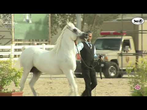 N 48 HALAL AL RASHEDIAH   1st Bahrain Straight Egyptian Show 2021   Stallions 7+ Years Old Class 9