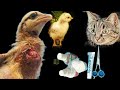 Chicken Attacked By Cat What To Do Dr ARSHAD