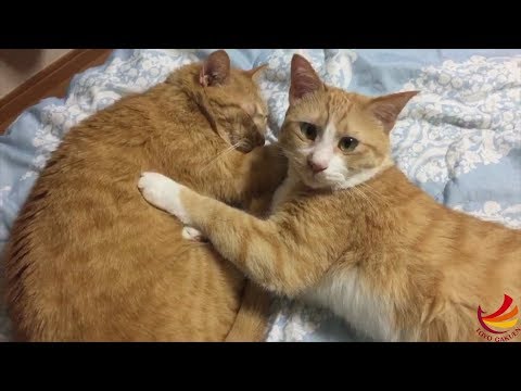 "Meet Marnie's cats!"
