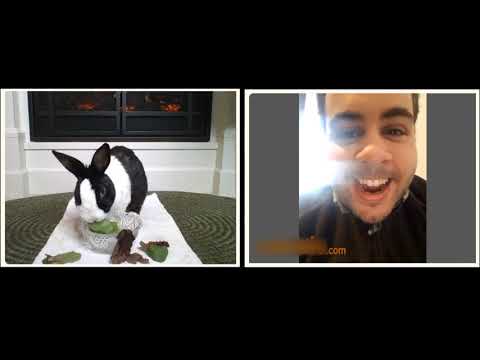 Rabbit Video Chatting With Random Strangers