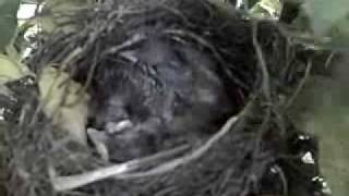 Those Little Golden Birdies Look At Them