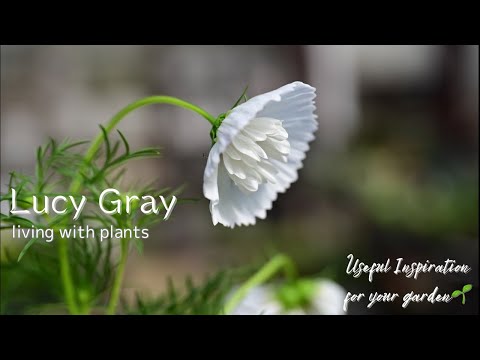 シルフィア 植物