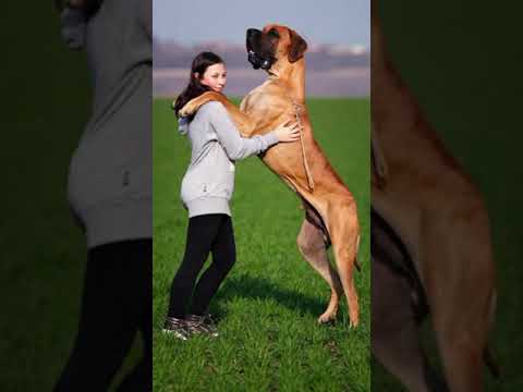 This lowa Great Dane Is Officially the World's Tallest Dog