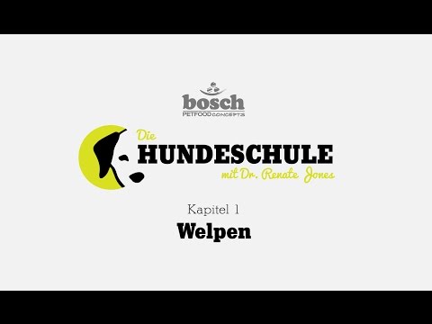 Die Hundeschule - Kapitel 1 Welpen