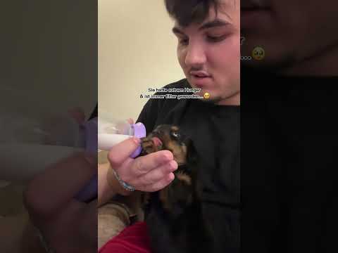 Geschichte von Canela..😭💔😔