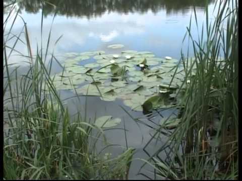 insertii ianculesti si lac