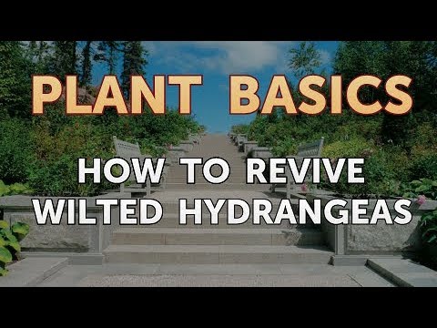 How to Dry an Overwatered Plant