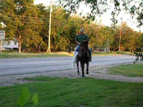 Horse Videos Rio 015