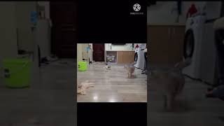 にゃんこ大戦争:ボトルの逆襲