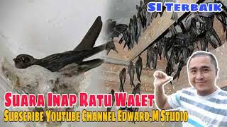 Download lagu 12 Jam !! Suara Inap Burung Walet Gred Super Terbaik!!!  Suara Inap Walet mp3