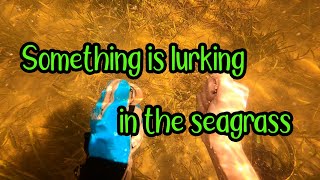 Something Lurking in the Seagrass...