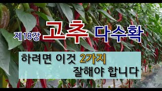 제 18강 고추 다수확 하려면 이것 2가지를 잘해야 합니다. #텃밭에서 고추 가꾸기 #고추 토양작업 #고추 …