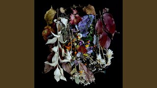 Like Some Injured Fawn