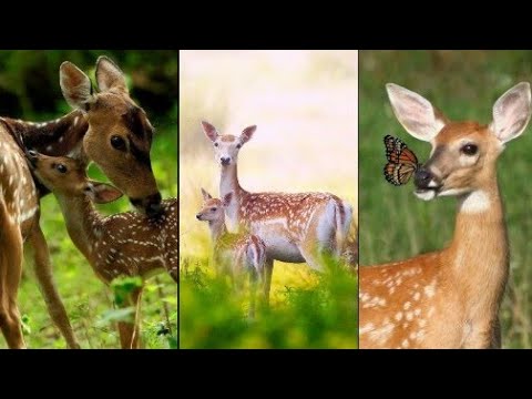 The Graceful Giants: A Look at the Majestic Deer