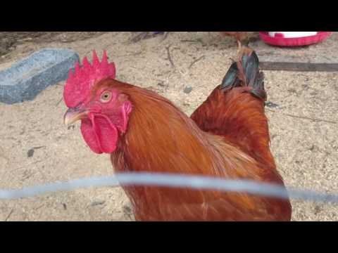 Hahn kräht kräftig