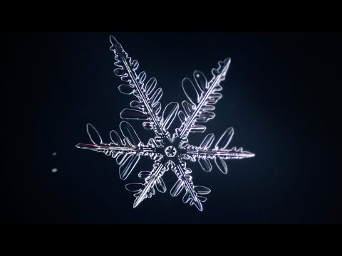 Natural Selection Tour 2021 Show Opener