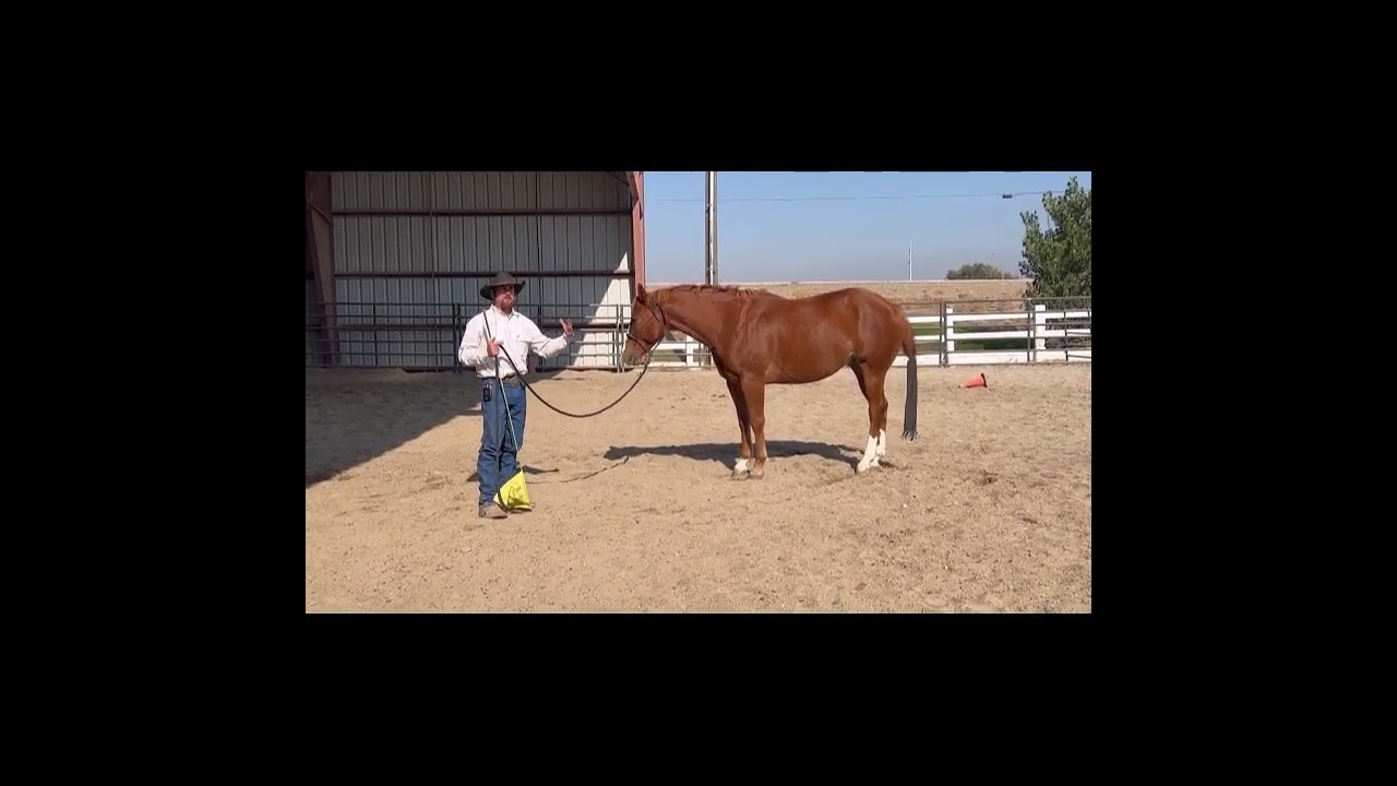 Colt Starter and Assistant Horse Trainer Certification Training