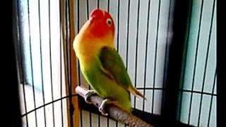 Download lagu INI DIA LOVEBIRD SRI REJEKI CALON PENANTANG LOVEBIRD KUSUMO DI PRESIDEN CUP mp3