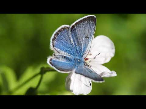 Video Of Butterfly On A Flower