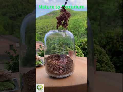 Tree of Life in a Jar: Moss & Nature Reborn 🍃✨