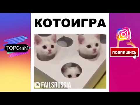 Подборка ЖЕСТИ - Внезапно - КОТОИГРА  [Выпуск 14] -  сентябрь 2017