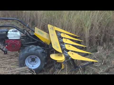 মাত্র ১৩৫ টাকা খরচে রিপারের মাধ্যমে দেড় ঘন্টায় এক ১ একর ধান কাঁটা যায়