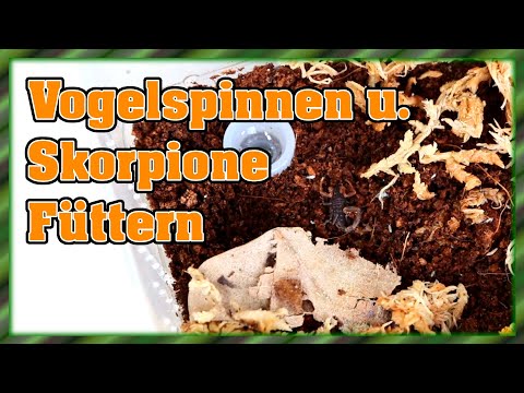 Vogelspinnen u. Skorpione füttern