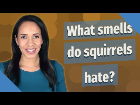 What smells do squirrels hate?