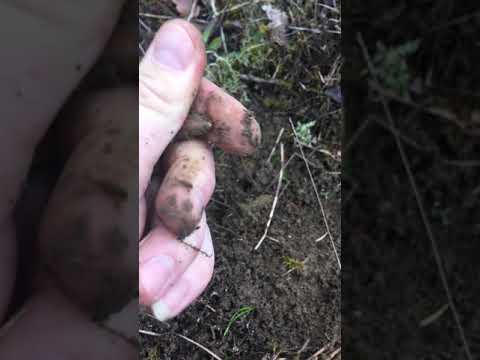 An căutarea aurului.. 😱😱