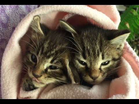 What is Kitten Season? Why most kittens are born at the same time of the year
