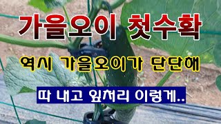 [텃밭농부 1,664]  가을오이 첫수확. 따 내고 이파리 정리방법. #오이재배 #가을오이