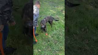 Dutch Shepherd Puppies Videos