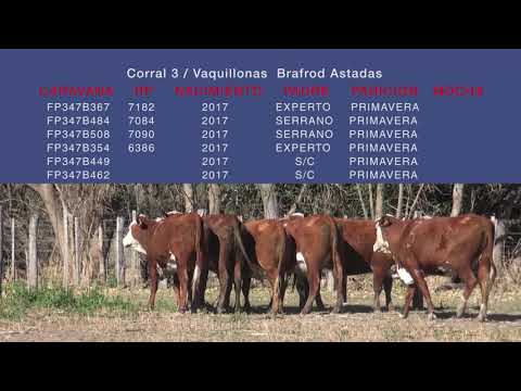 Lote VAQUILLONAS MOCHAS CONTROLADAS "SAN PEDRO/LA LUCILA"
