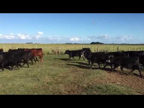 140 terneros (M), Angus y Careta, en Gral. Lavalle, Buenos Aires