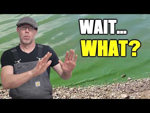Toxic Algae - Bacteria Capable of a Mass Extinction Event