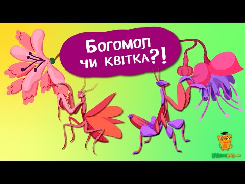 Дива природи. Явища навколо нас. Богомоли — боги мімікрії