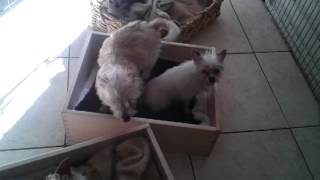 Tiny white Heidi yorkie x & Lulu petfinder.com Ca.