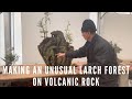 Making An Unusual Larch Forest on Volcanic Rock