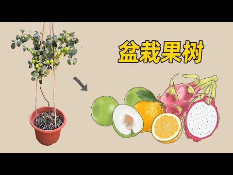 盆栽水果有哪些