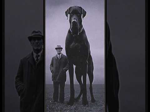 Meet Fritz the largest Great Dane #creepy #giant #greatdane #dogs #terrors #nightmare #ai