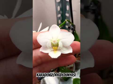 Çiçek ruha iyi gelen ilaçtır #orkide #orchid #flowers #orchids #orkidebakımı #afrikamenekşesi