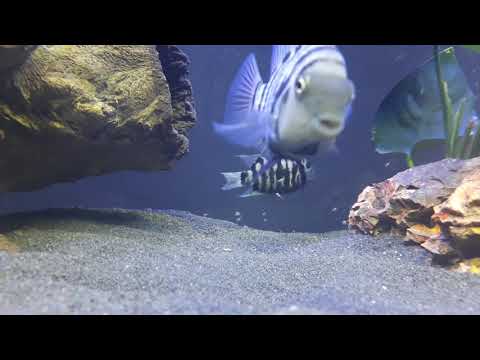 Convict cichlid with fry