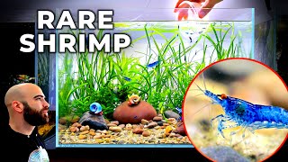Creating a Tank For RARE Shrimp (Orange-Eyed Blue Dream)