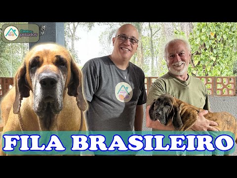 Brazilian Mastiff: Truths, Myths, and the Real Temperament of the Breed | Sena Sene Kennel