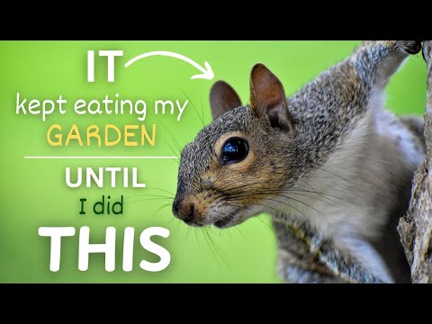 5 ways to keep squirrels out of your vegetable garden