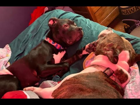 25 Bible Verses About Animal Abuse